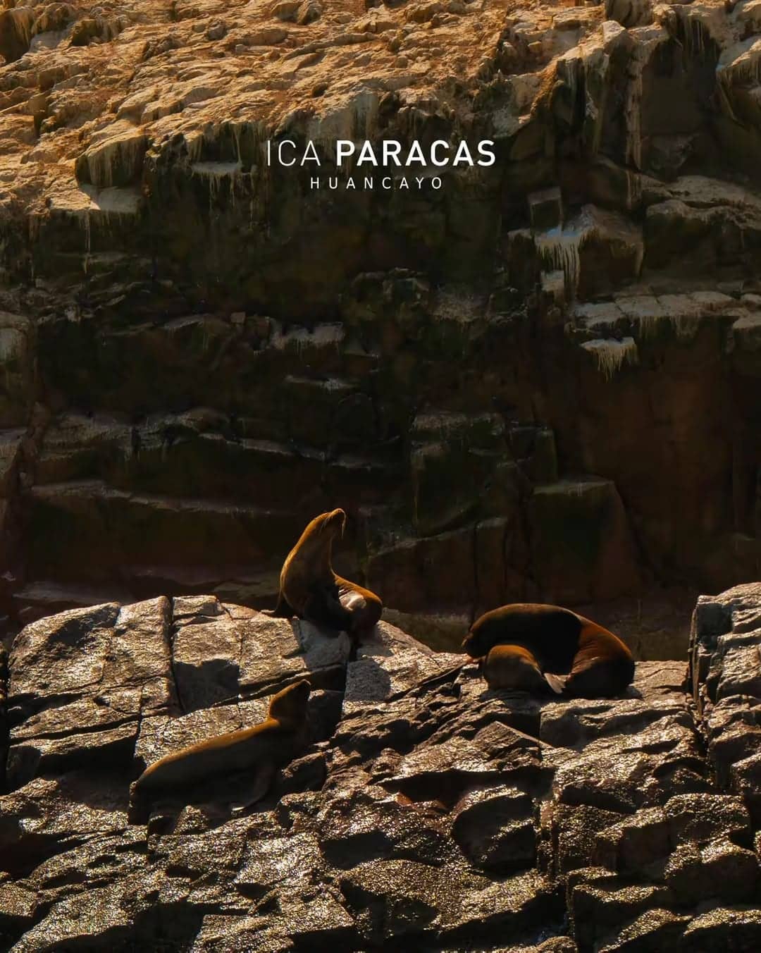 Paracas e Islas Ballestas, foto 5